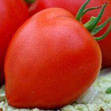 The best varieties of tomatoes for the Rostov region