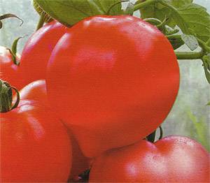 The best varieties of tomatoes for the Rostov region