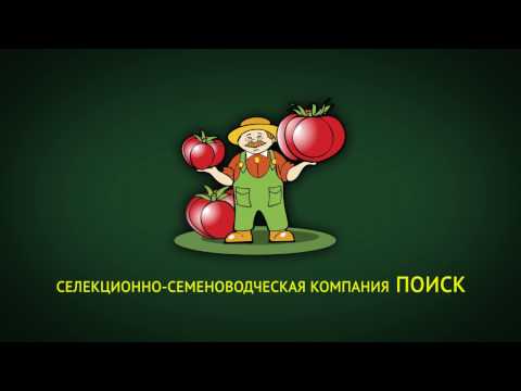 The best varieties of tomatoes for the Rostov region