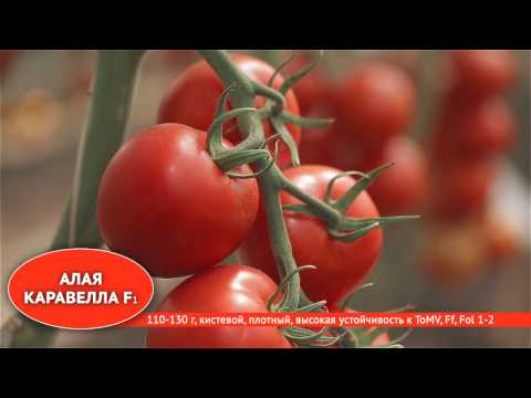 The best varieties of tomatoes for the Rostov region