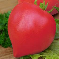 The best varieties of tomatoes for the Rostov region