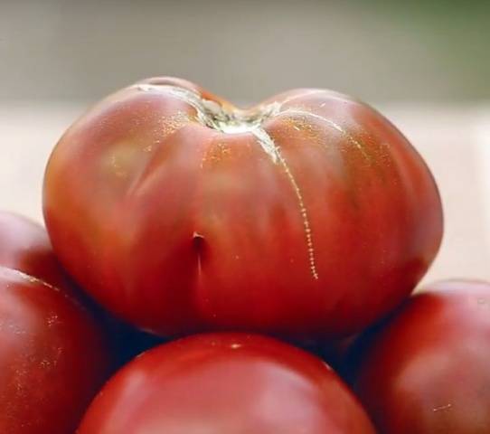 The best varieties of tomatoes for the Rostov region