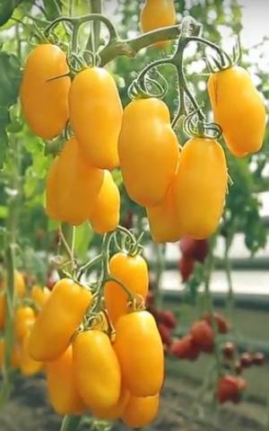 The best varieties of tomatoes for the Rostov region