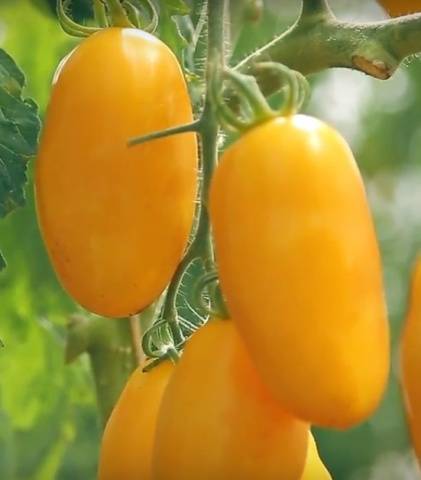 The best varieties of tomatoes for the Rostov region