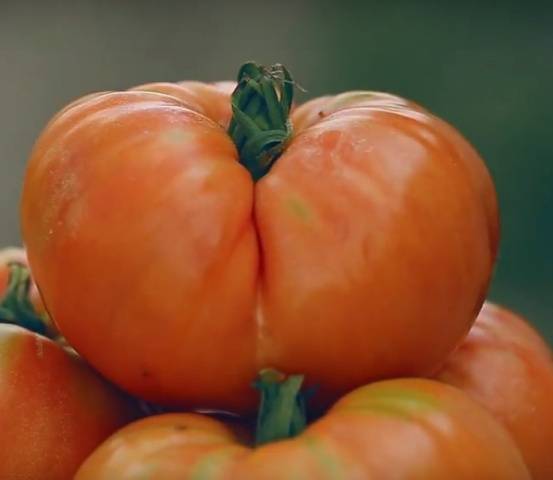 The best varieties of tomatoes for the Rostov region