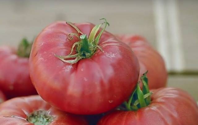 The best varieties of tomatoes for the Rostov region