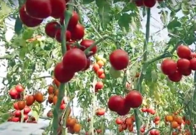 The best varieties of tomatoes for the Rostov region