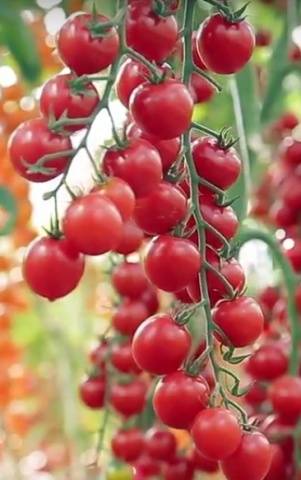 The best varieties of tomatoes for the Rostov region