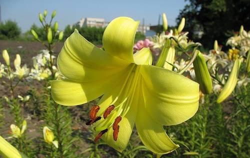 The best varieties of tubular lilies