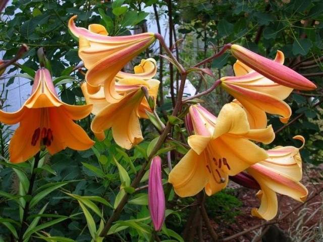 The best varieties of tubular lilies