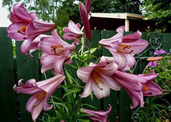 The best varieties of tubular lilies