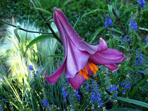 The best varieties of tubular lilies