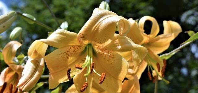 The best varieties of tubular lilies