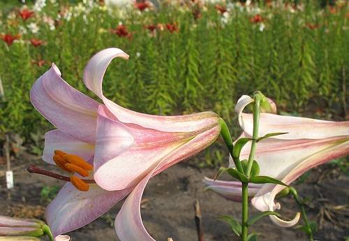 The best varieties of tubular lilies