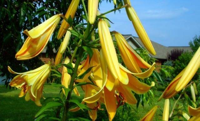 The best varieties of tubular lilies