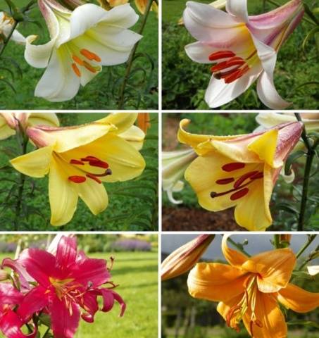 The best varieties of tubular lilies