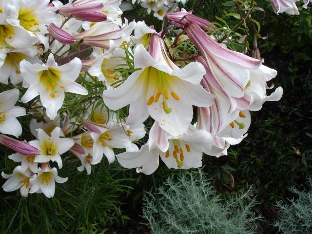 The best varieties of tubular lilies