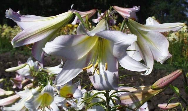 The best varieties of tubular lilies