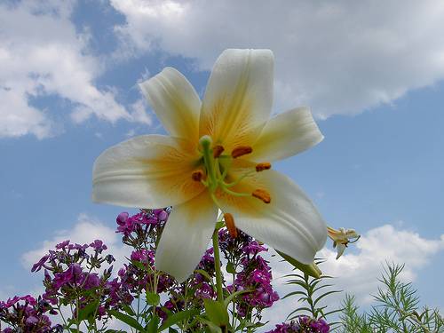 The best varieties of tubular lilies