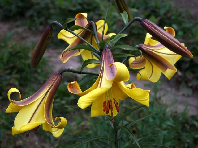 The best varieties of tubular lilies