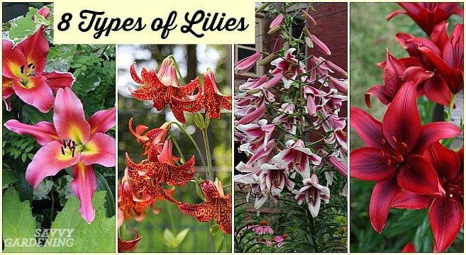 The best varieties of tubular lilies