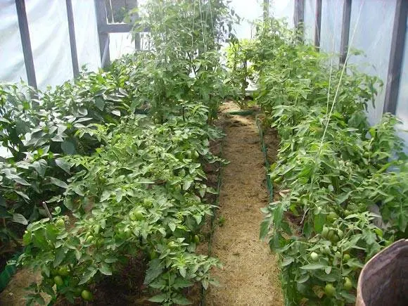 The best varieties of undersized tomatoes for greenhouses