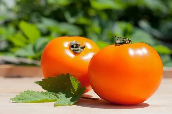 The best varieties of undersized tomatoes for greenhouses