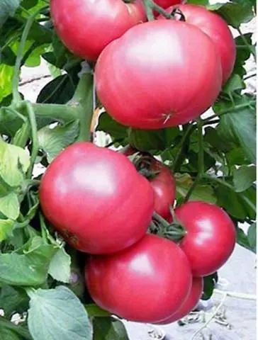 The best varieties of undersized tomatoes for greenhouses