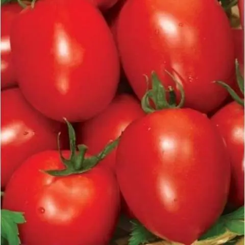 The best varieties of undersized tomatoes for greenhouses