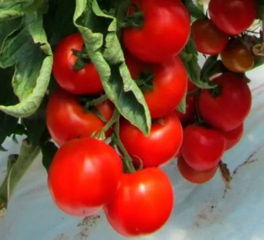 The best varieties of undersized tomatoes for greenhouses