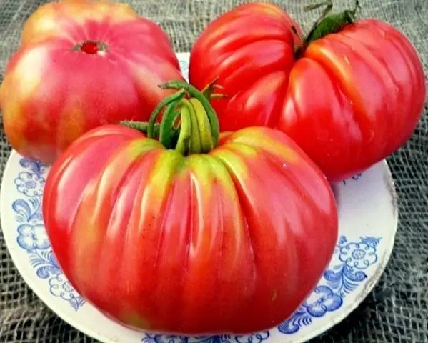 The best varieties of undersized tomatoes for greenhouses