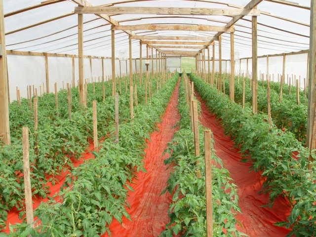 The best varieties of undersized tomatoes for greenhouses