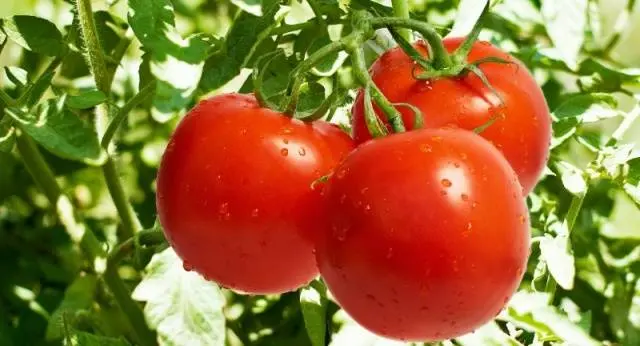 The best varieties of undersized tomatoes for greenhouses