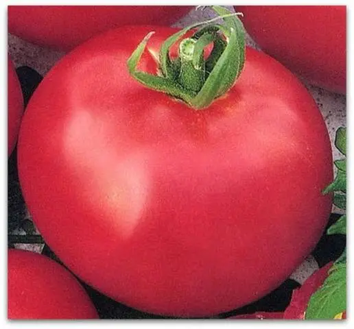 The best varieties of undersized tomatoes for greenhouses