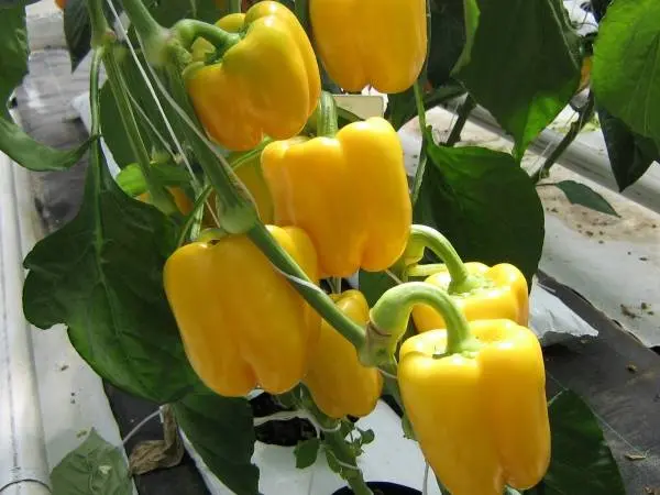 The best varieties of yellow pepper