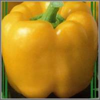 The best varieties of yellow pepper