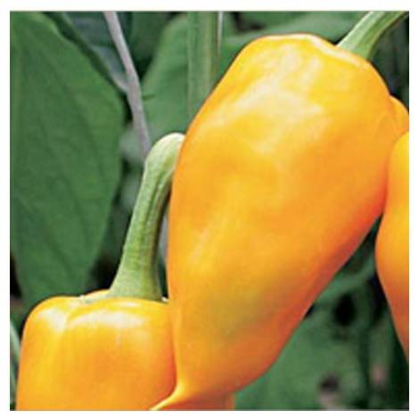 The best varieties of yellow pepper