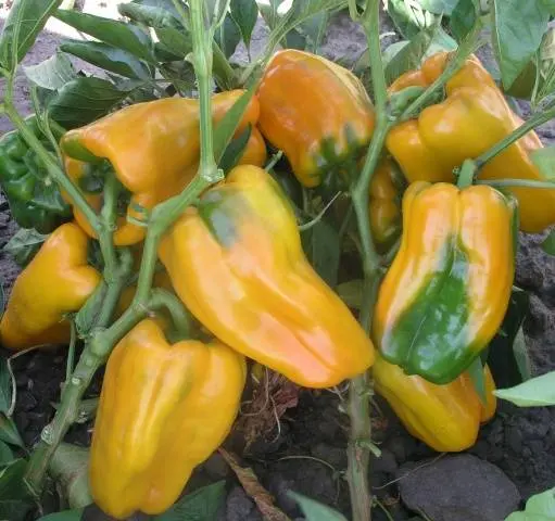 The best varieties of yellow pepper