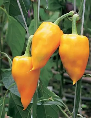 The best varieties of yellow pepper