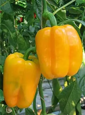 The best varieties of yellow pepper