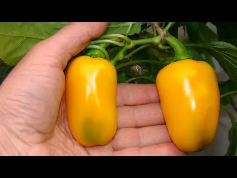 The best varieties of yellow pepper