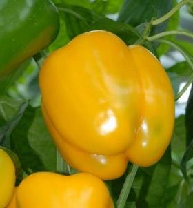 The best varieties of yellow pepper