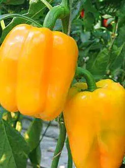 The best varieties of yellow pepper