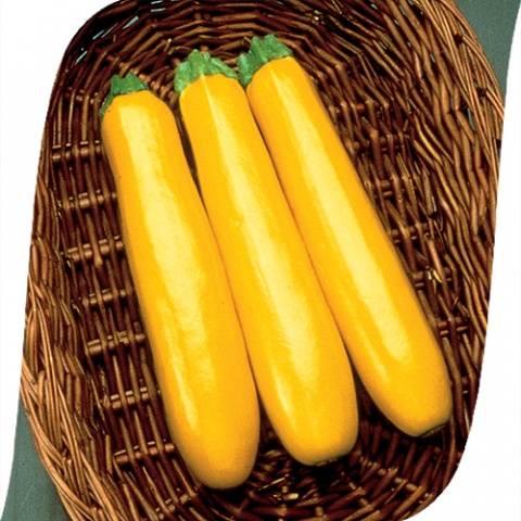 The best varieties of zucchini for open ground