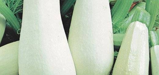 The best varieties of zucchini for open ground