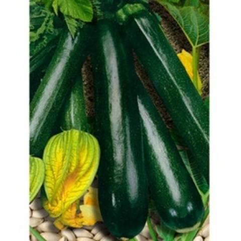 The best varieties of zucchini for open ground