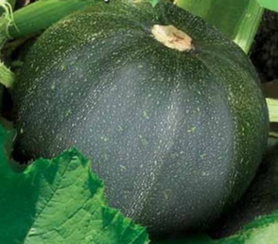 The best varieties of zucchini for open ground