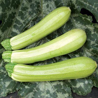 The best varieties of zucchini for open ground