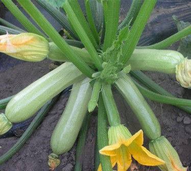 The best varieties of zucchini for open ground