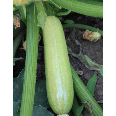 The best varieties of zucchini for open ground